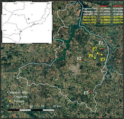 Termites are the main dung removals in a degraded landscape in Brazil